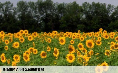 喝酒喝醉了用什么词来形容呢