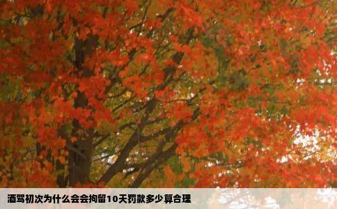 酒驾初次为什么会会拘留10天罚款多少算合理