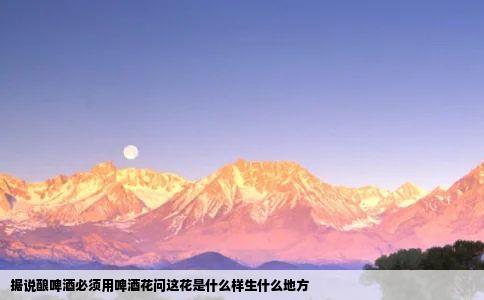 据说酿啤酒必须用啤酒花问这花是什么样生什么地方