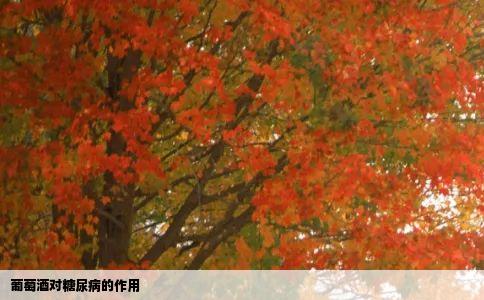 葡萄酒对糖尿病的作用