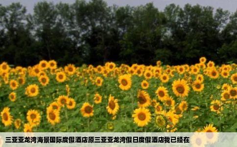 三亚亚龙湾海景国际度假酒店原三亚亚龙湾假日度假酒店我已经在