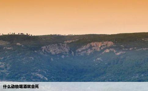 什么动物喝酒就会死