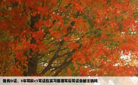 我有D证、3年驾龄c1驾证在实习期酒驾后驾证会被注销吗