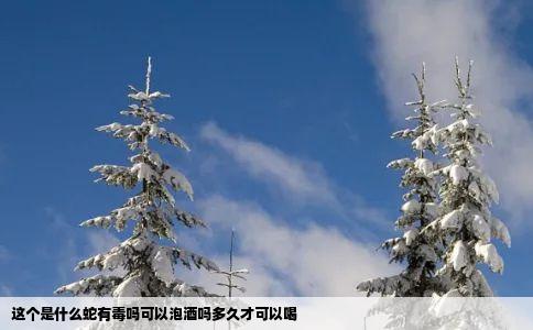 这个是什么蛇有毒吗可以泡酒吗多久才可以喝