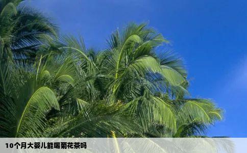 10个月大婴儿能喝菊花茶吗