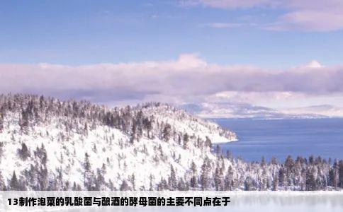 13制作泡菜的乳酸菌与酿酒的酵母菌的主要不同点在于