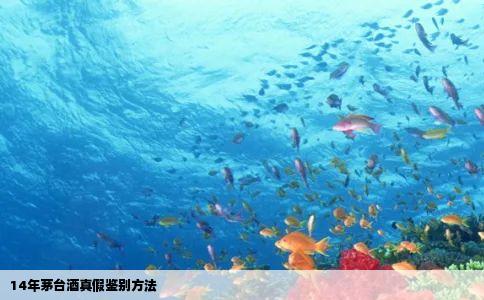 14年茅台酒真假鉴别方法