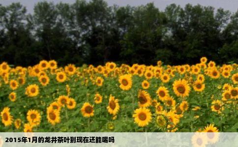 2015年1月的龙井茶叶到现在还能喝吗
