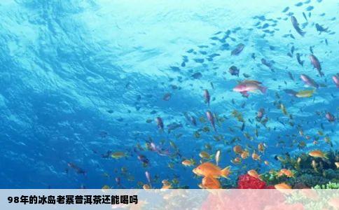 98年的冰岛老寨普洱茶还能喝吗
