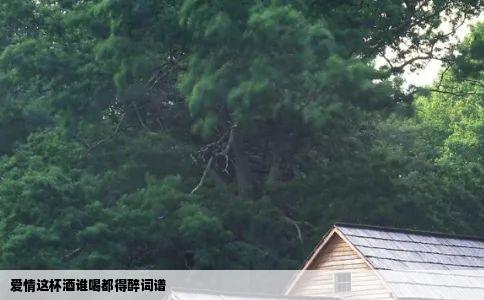 爱情这杯酒谁喝都得醉词谱