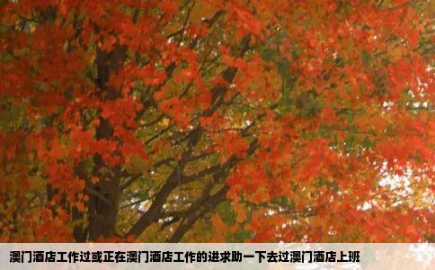 澳门酒店工作过或正在澳门酒店工作的进求助一下去过澳门酒店上班