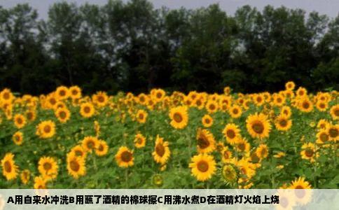 A用自来水冲洗B用蘸了酒精的棉球擦C用沸水煮D在酒精灯火焰上烧