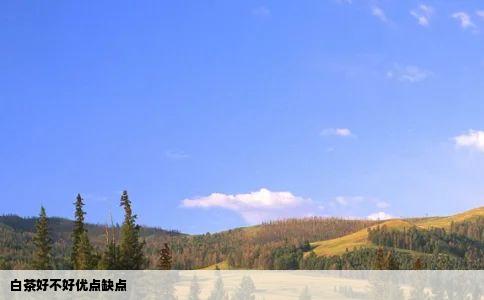 白茶好不好优点缺点