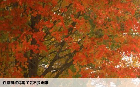 白酒加红牛喝了会不会更醉