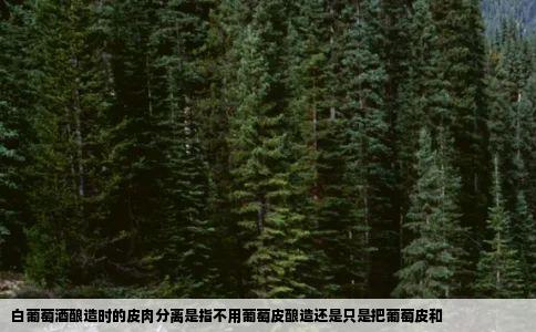 白葡萄酒酿造时的皮肉分离是指不用葡萄皮酿造还是只是把葡萄皮和
