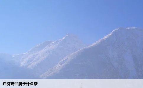 白芽奇兰属于什么茶