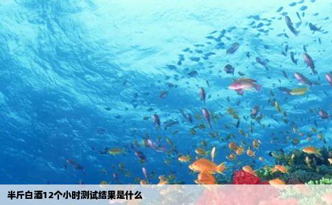 半斤白酒12个小时测试结果是什么