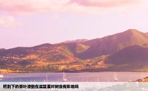 把剩下的茶叶渣倒在盆栽里对树会有影响吗