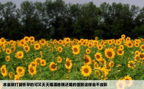 本来就打算怀孕的可又天天喝酒昨晚还喝的很醉这样会不会影