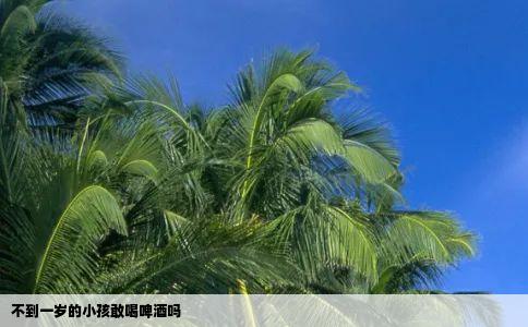 不到一岁的小孩敢喝啤酒吗