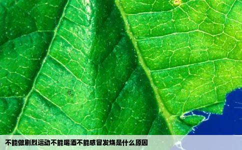 不能做剧烈运动不能喝酒不能感冒发烧是什么原因