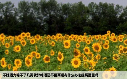 不胜酒力喝不了几两就醉啤酒还不到两瓶有什么办法提高酒量吗