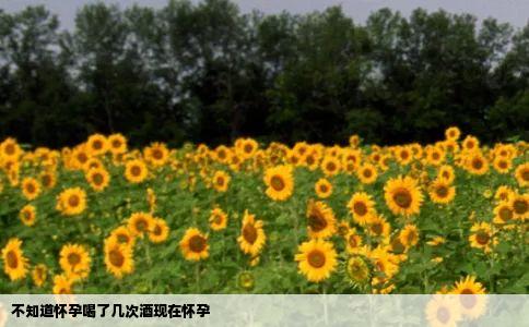 不知道怀孕喝了几次酒现在怀孕