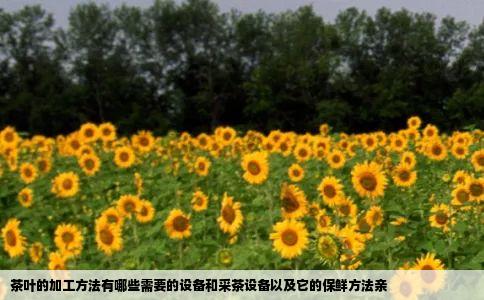 茶叶的加工方法有哪些需要的设备和采茶设备以及它的保鲜方法亲