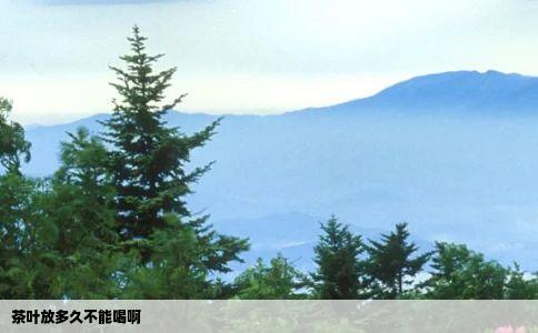 茶叶放多久不能喝啊