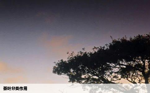 茶叶分类作用
