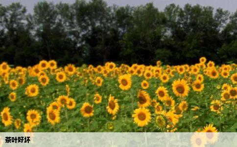 茶叶好坏