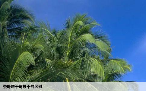 茶叶烘干与炒干的区别