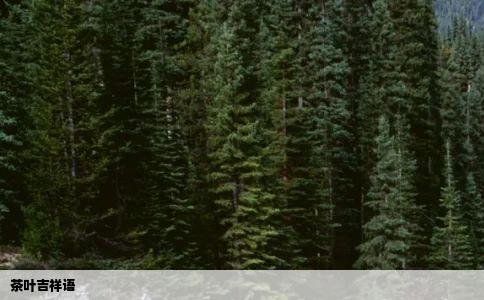 茶叶吉祥语