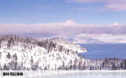 茶叶可以冻吗