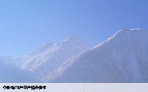 茶叶每亩产量产值是多少