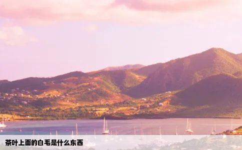 茶叶上面的白毛是什么东西