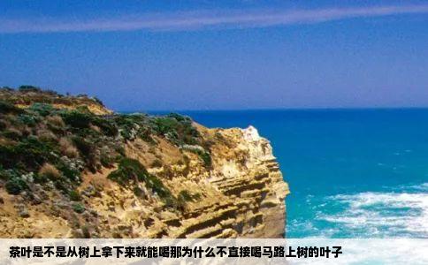 茶叶是不是从树上拿下来就能喝那为什么不直接喝马路上树的叶子