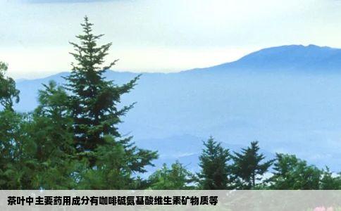 茶叶中主要药用成分有咖啡碱氨基酸维生素矿物质等