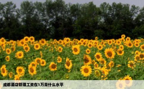 成都酒店管理工资在1万是什么水平