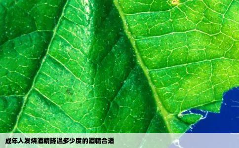 成年人发烧酒精降温多少度的酒精合适