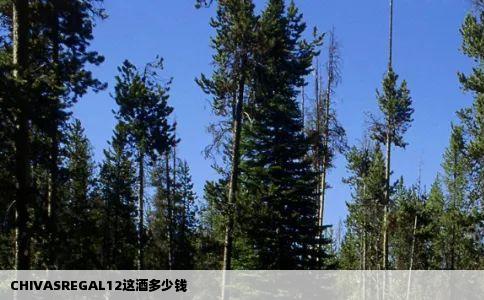 CHIVASREGAL12这酒多少钱