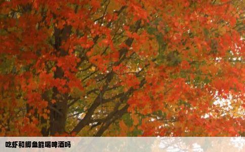 吃虾和鲫鱼能喝啤酒吗