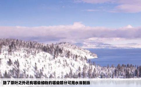 除了茶叶之外还有哪些植物的哪些部分可用水泡制当