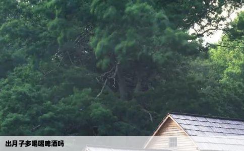 出月子多喝喝啤酒吗
