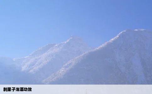 刺果子泡酒功效