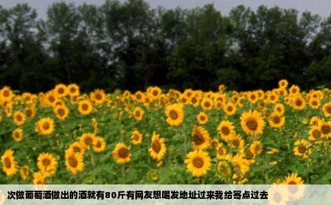 次做葡萄酒做出的酒就有80斤有网友想喝发地址过来我给寄点过去