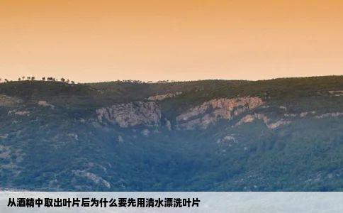 从酒精中取出叶片后为什么要先用清水漂洗叶片