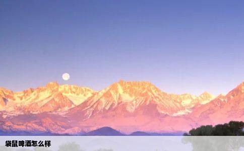 袋鼠啤酒怎么样