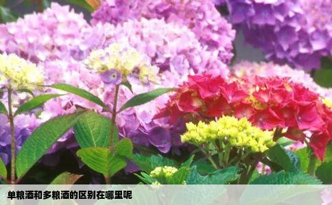 单粮酒和多粮酒的区别在哪里呢