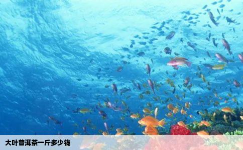 大叶普洱茶一斤多少钱